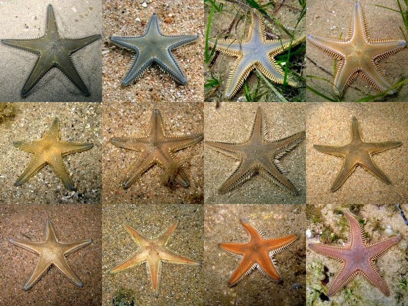 Guida allidentificazione del genere Astropecten